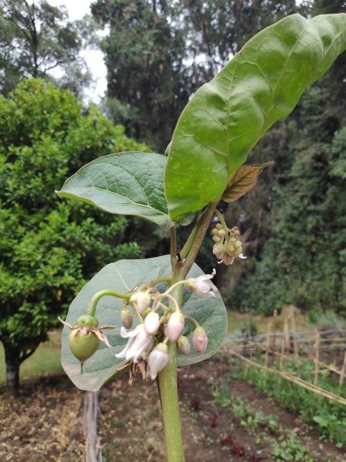 Cyphomandra betacea fruit
