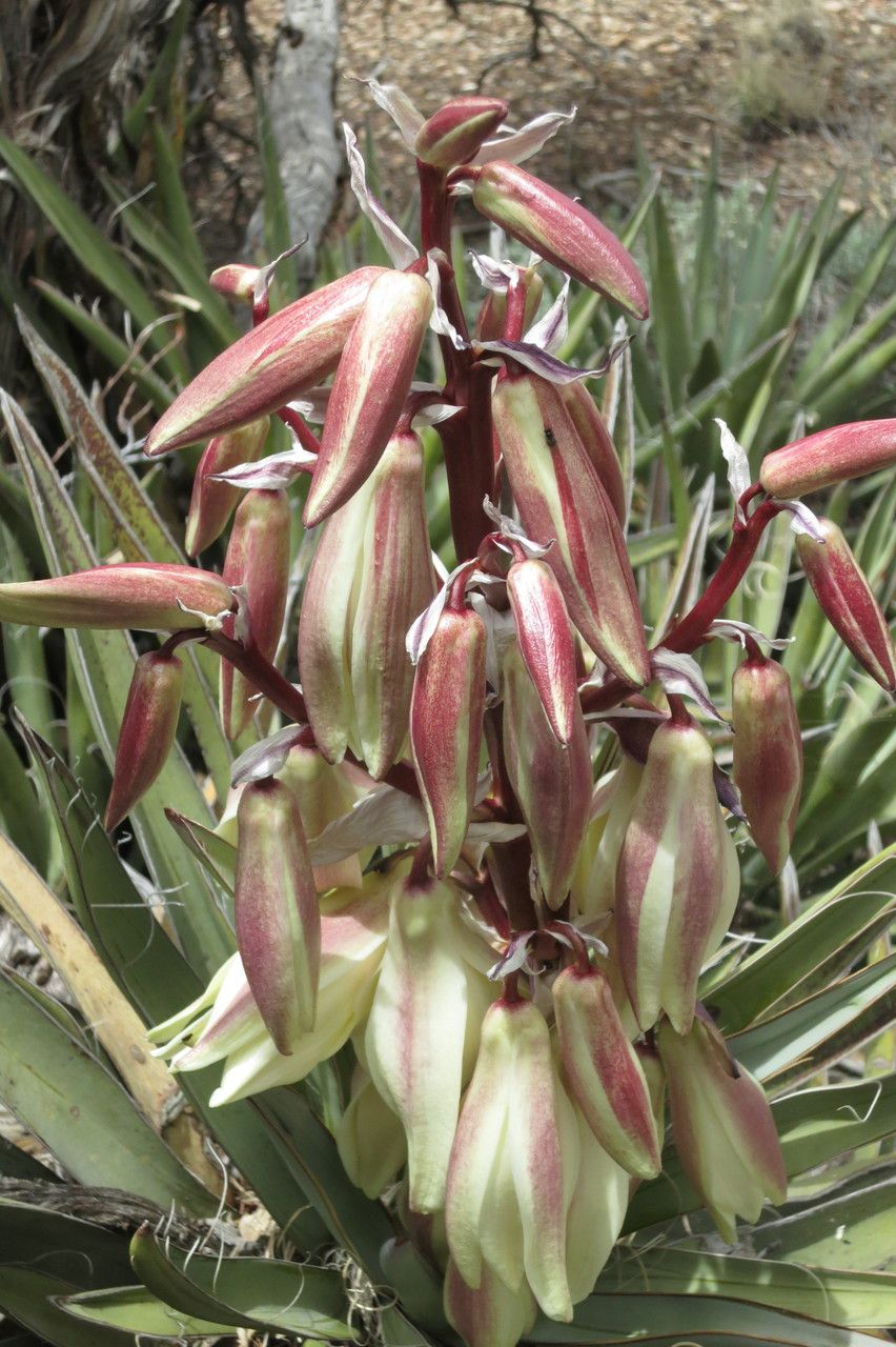 Yucca baccata fruit