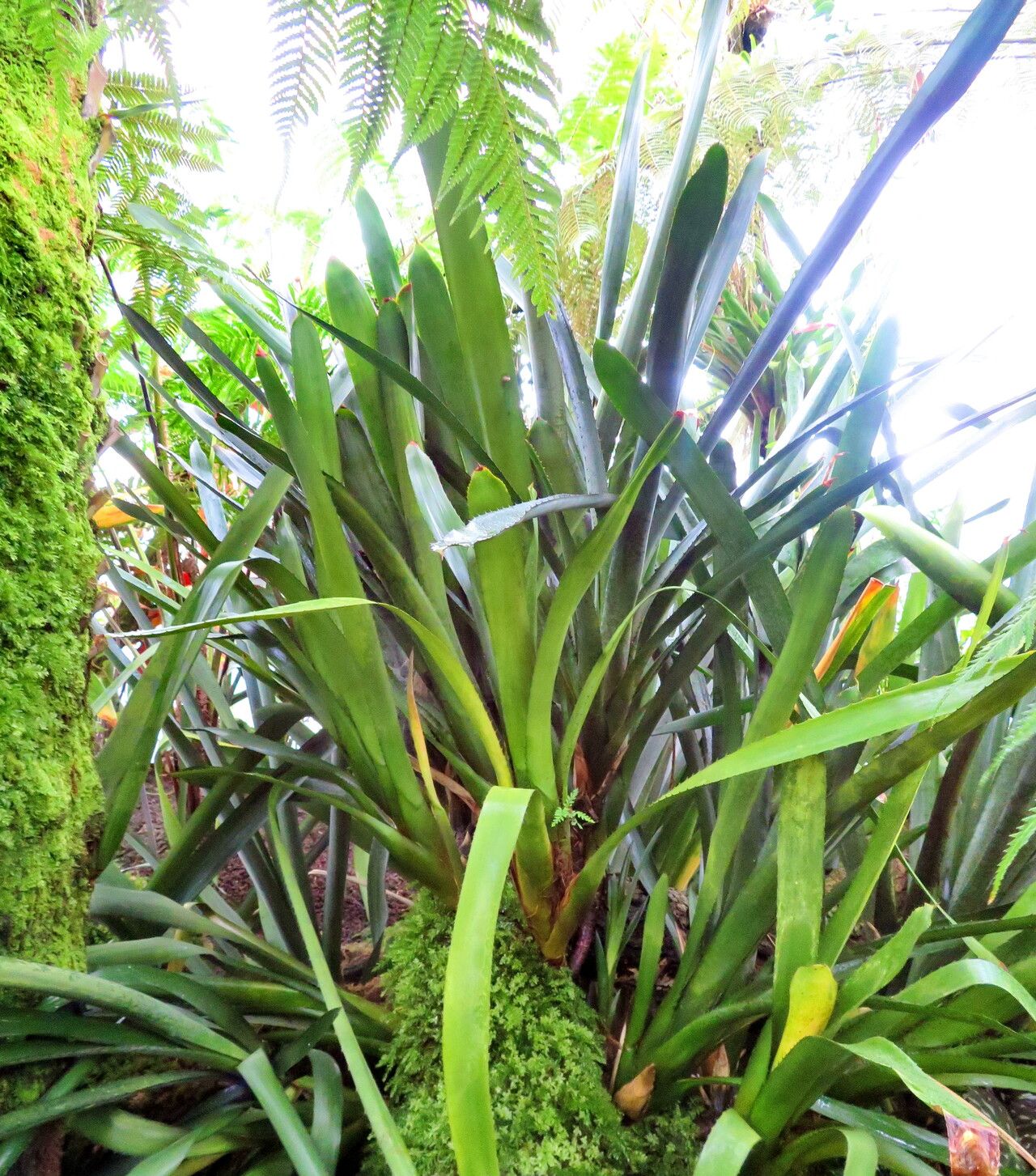 Aechmea kleinii — search result for 'Aechmea'