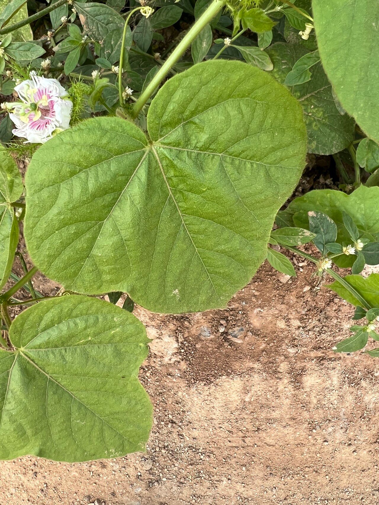Passiflora ciliata — search result for 'Ecuador'