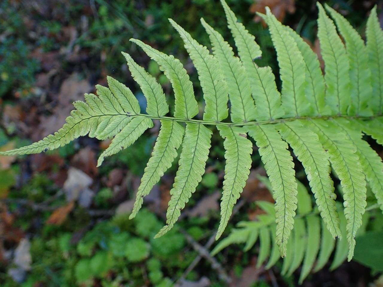 Dryopteris dickinsii — search result for 'Dryopteris'