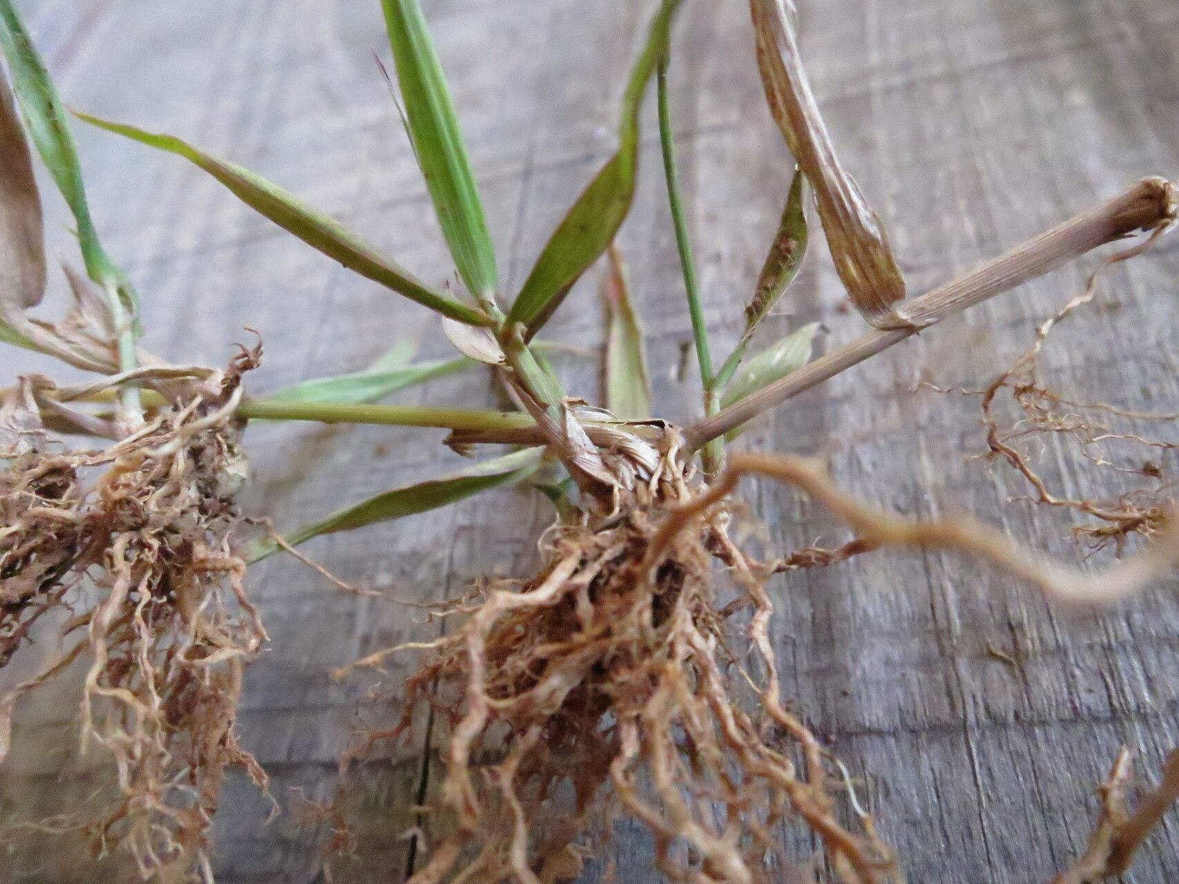 Panicum luridum leaf