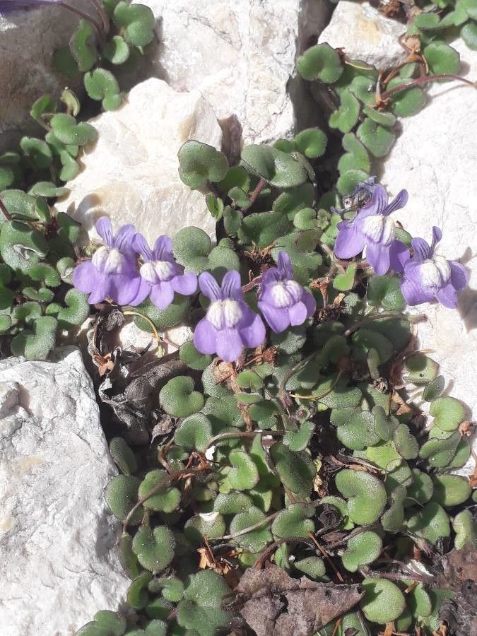 Cymbalaria pallida habit