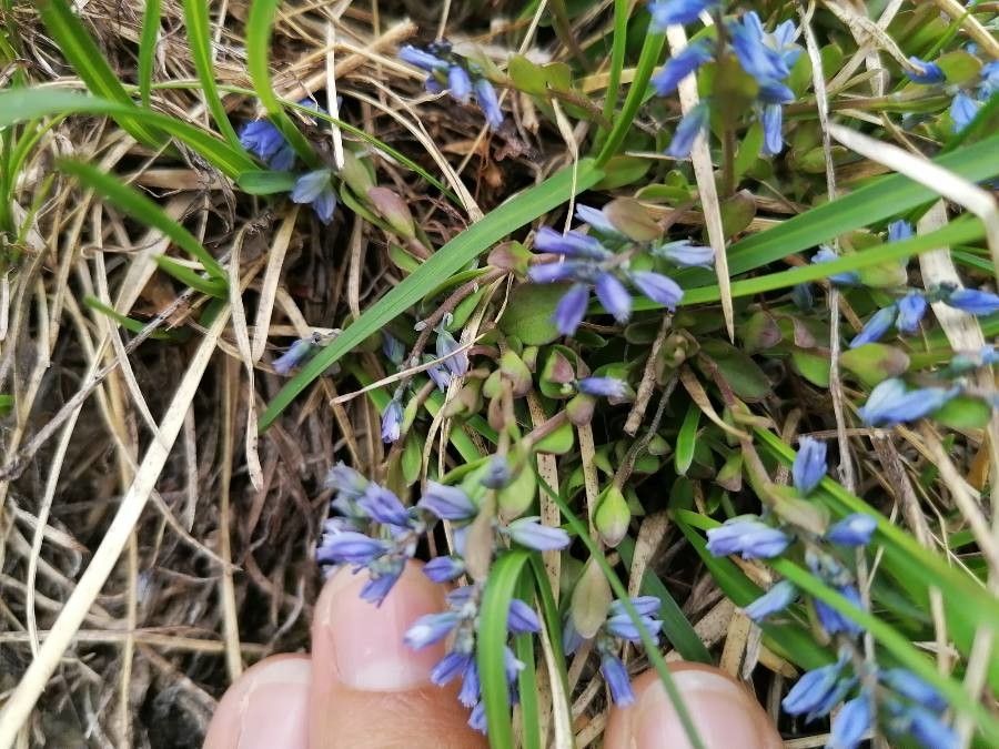 Polygala alpina leaf