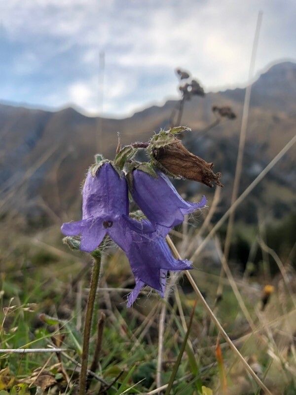 Campanula barbata flower