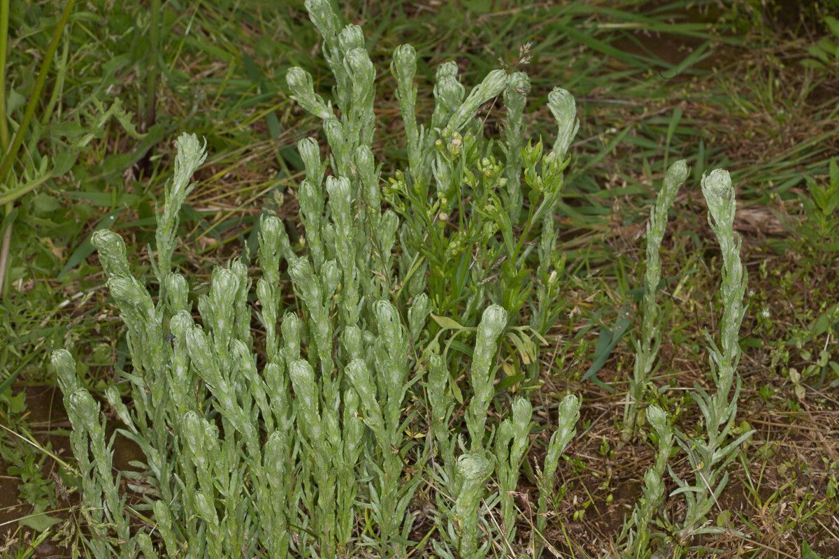 Filago germanica — search result for 'Filago'