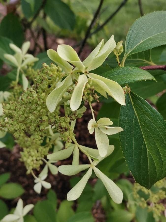 Cornus oblonga flower