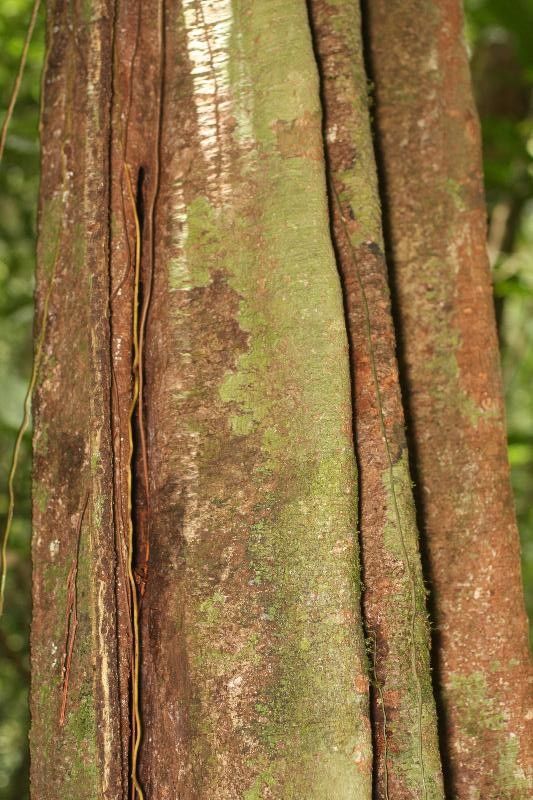 Eschweilera grandiflora bark