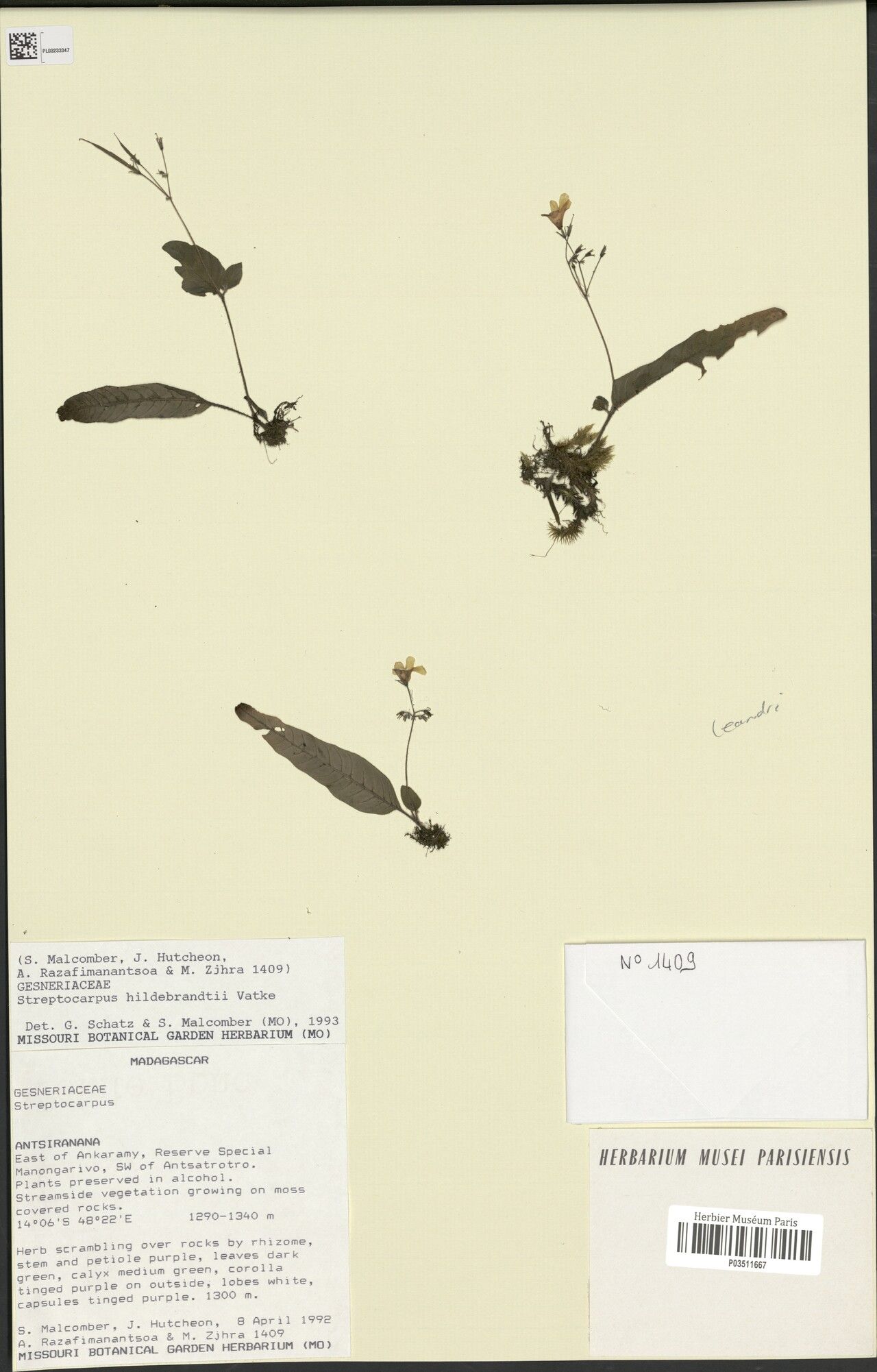 Streptocarpus leandrii — search result for 'Streptocarpus'