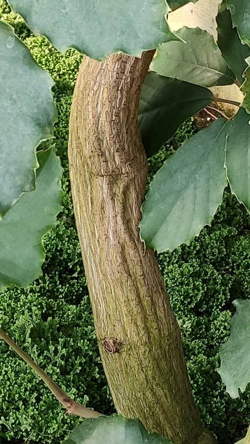 Tetrastigma voinierianum bark