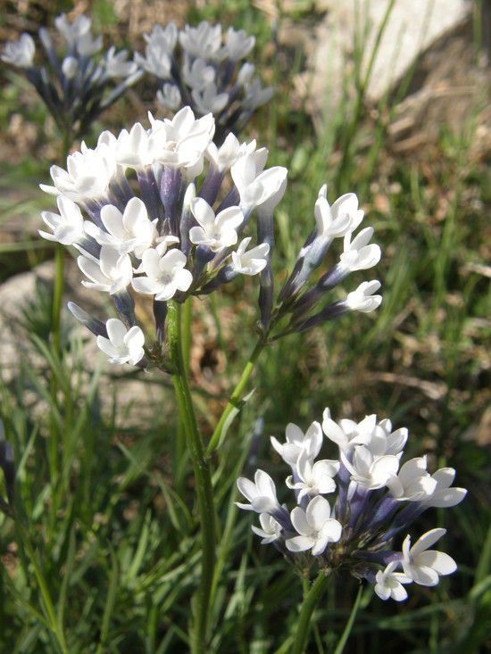 Amsonia palmeri flower