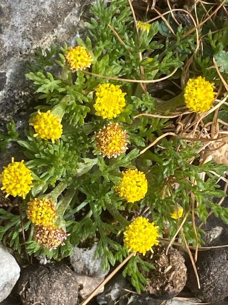 Anthemis rigida habit