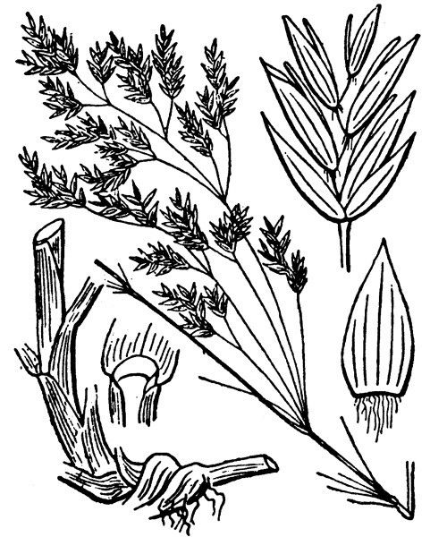 Poa hybrida — houseplant care guide