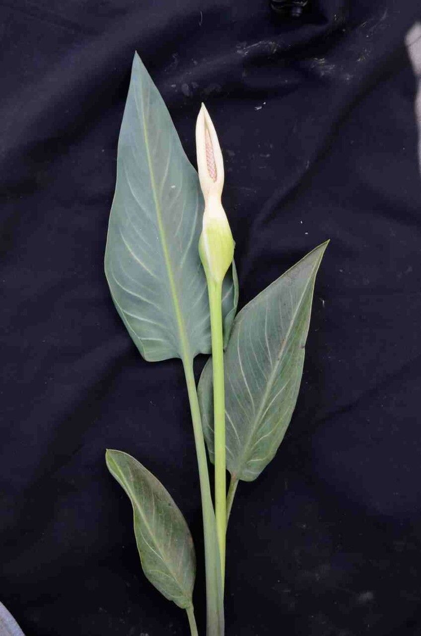 Xanthosoma striatipes flower