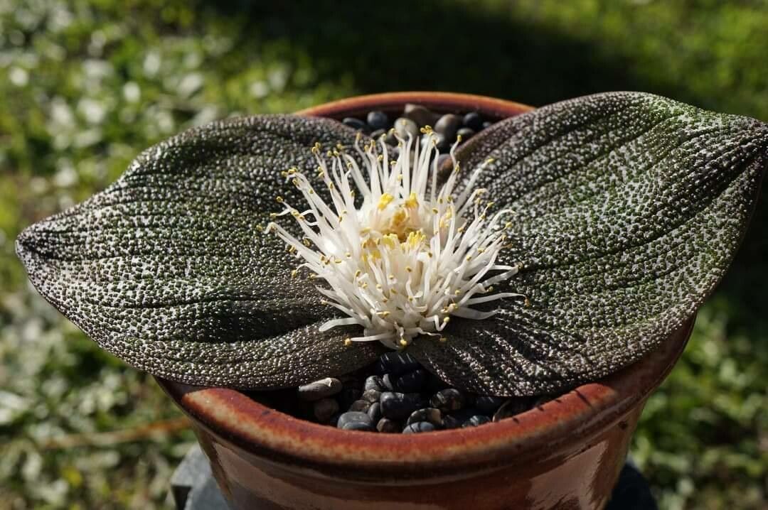 Massonia pustulata leaf