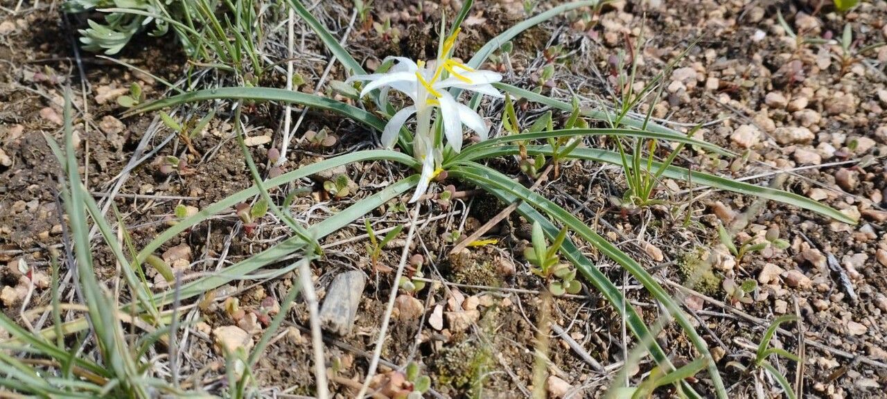 Leucocrinum montanum leaf