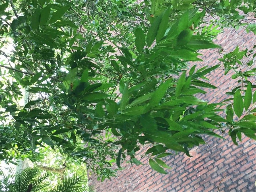 Fontanesia fortunei — search result for 'Syria'