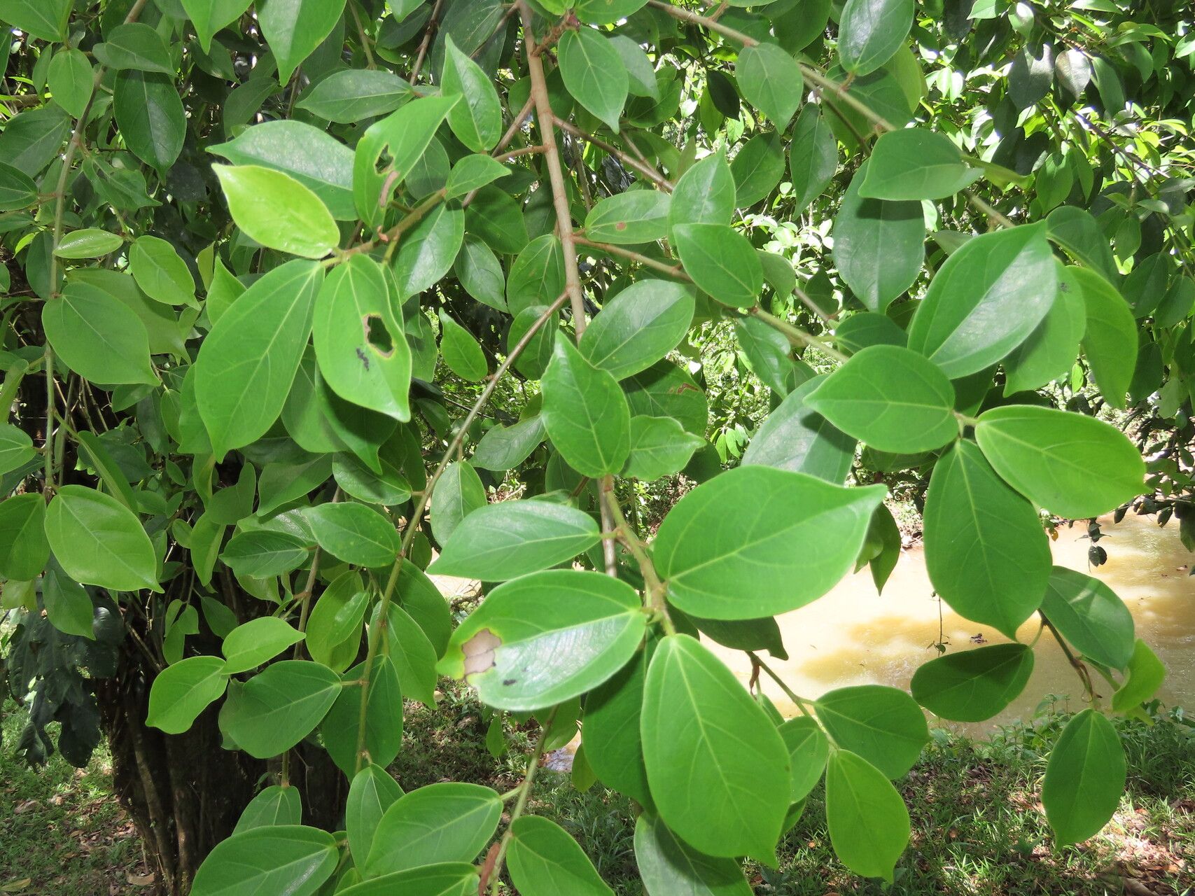 Ficus colubrinae — houseplant care guide