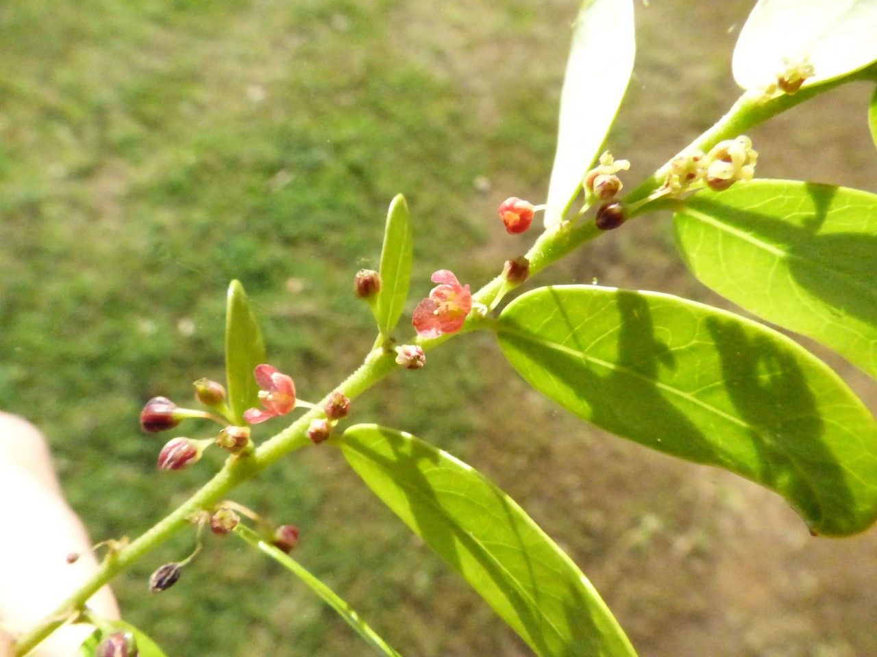 Phyllanthus casticum flower