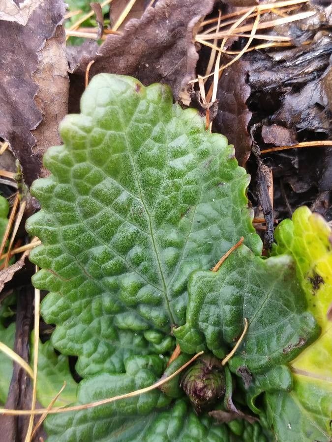 Horminum pyrenaicum — search result for 'Lamiaceae'