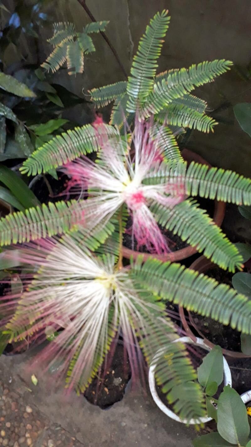 Calliandra parvifolia flower