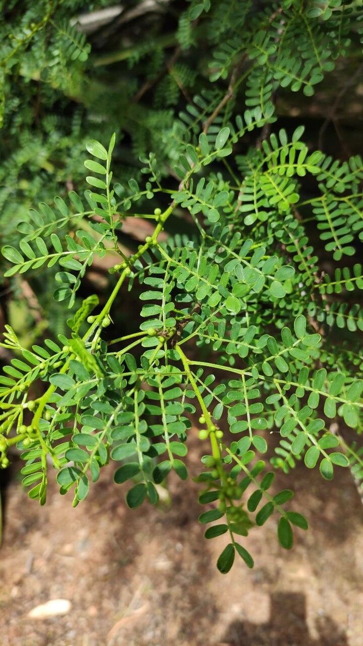 Acacia cardiophylla leaf