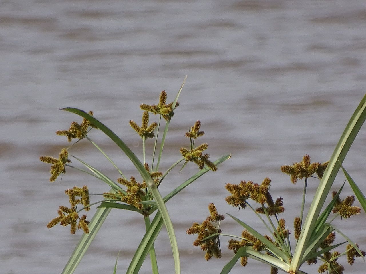 Bolboschoenus fluviatilis flower