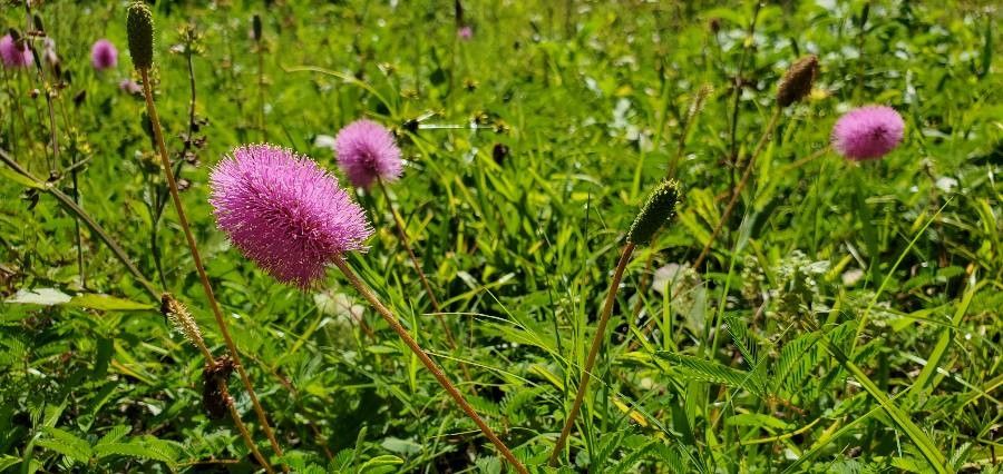 Mimosa strigillosa flower