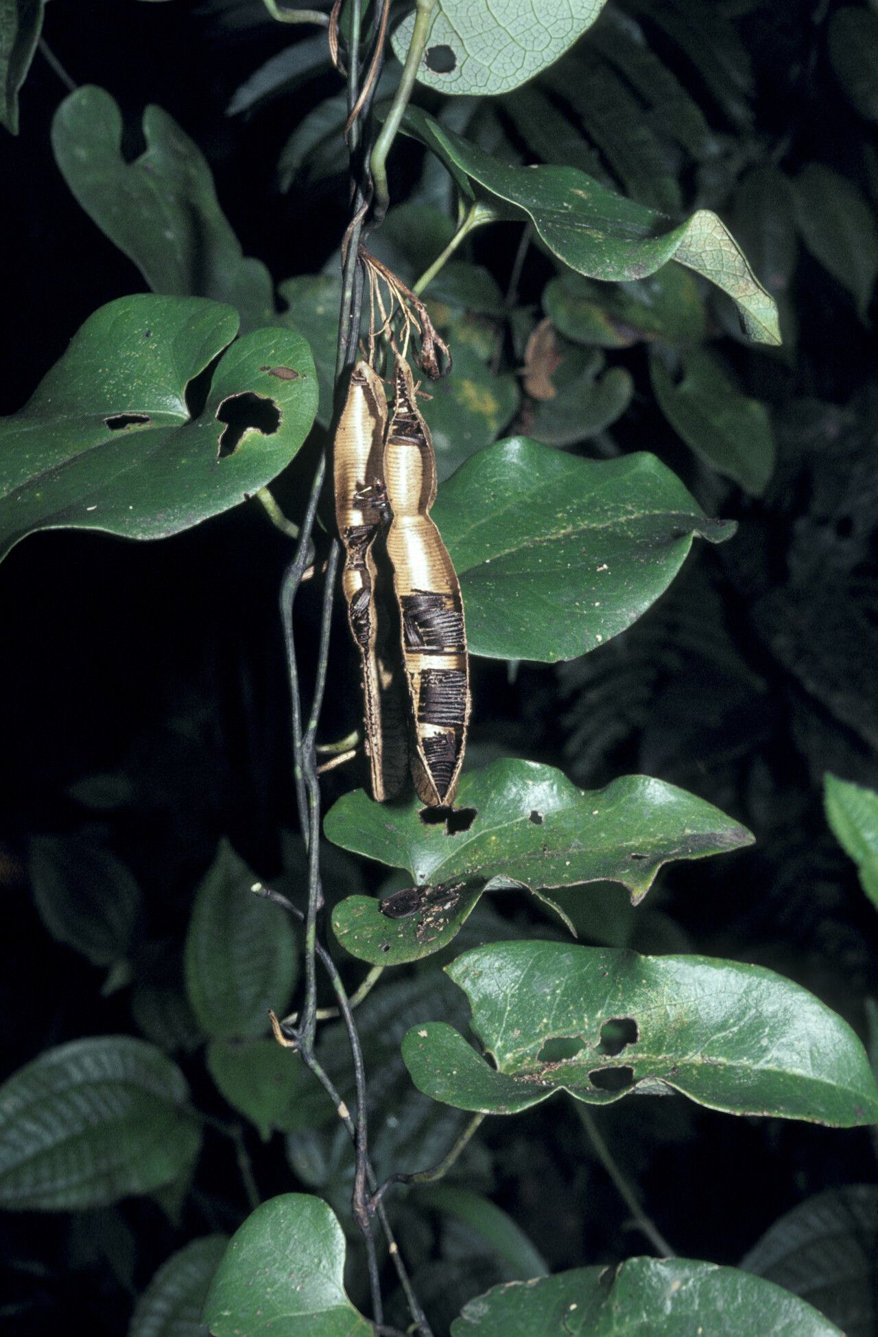 Aristolochia leprieurii fruit
