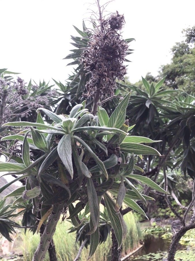 Echium virescens — search result for 'Echium'