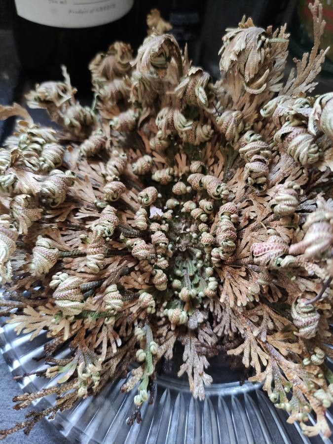 Selaginella lepidophylla leaf