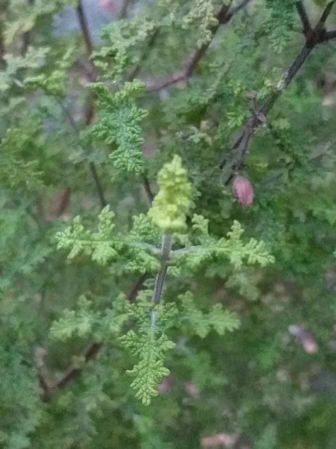 Salvia namaensis leaf