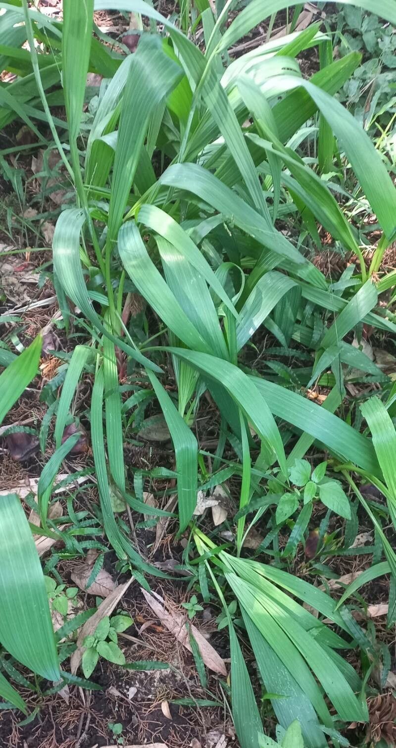 Tigridia pavonia leaf