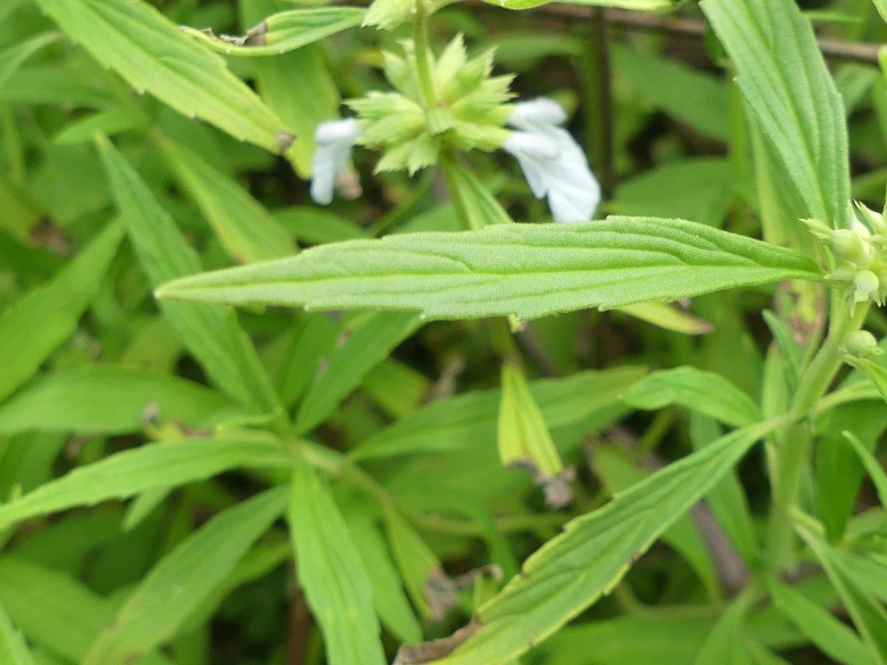 Leucas aspera — related species from the same genus
