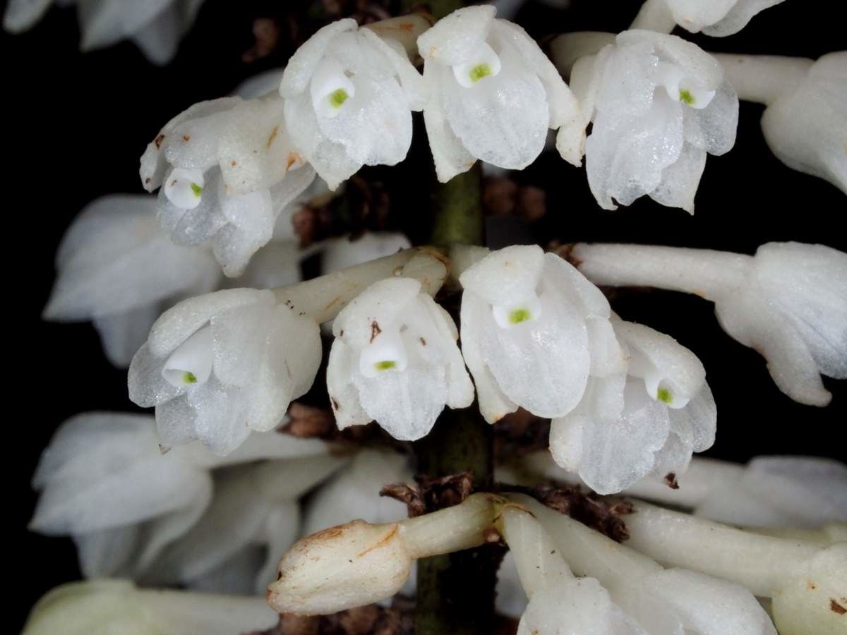 Earina valida flower