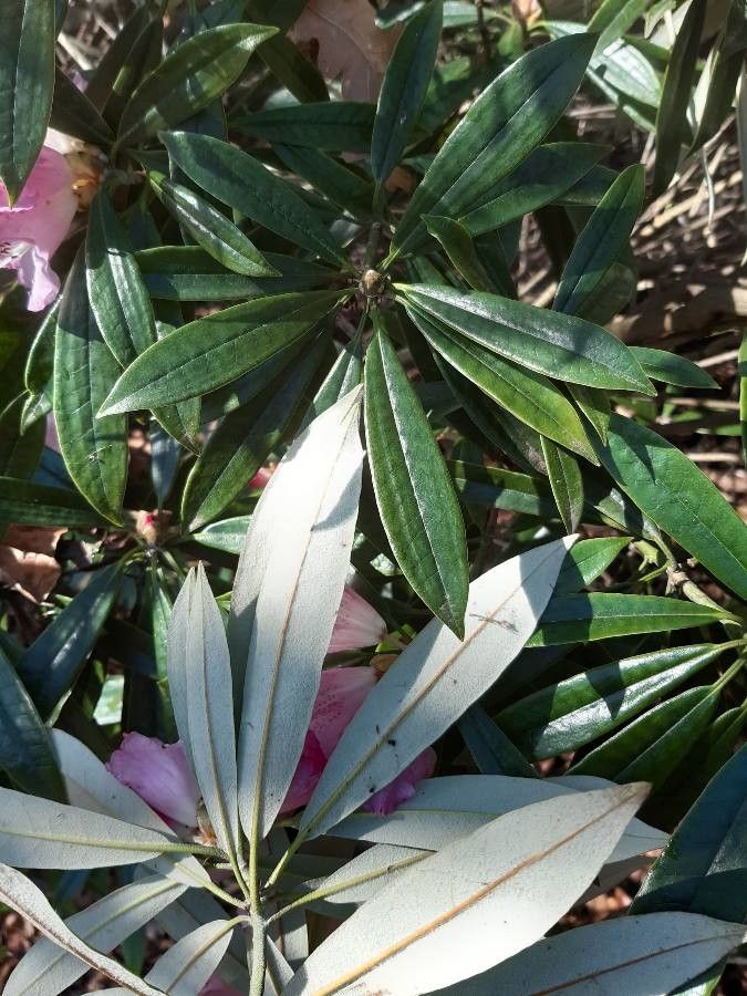 Rhododendron hunnewellianum — houseplant care guide