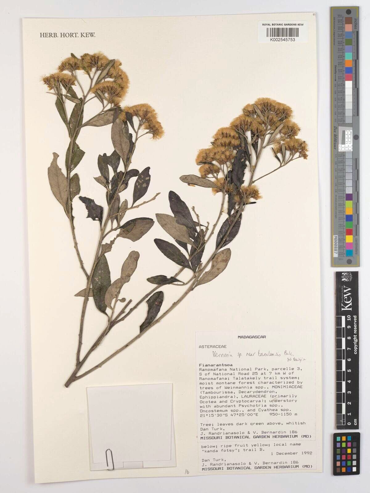 Vernonia tanalensis — houseplant care guide