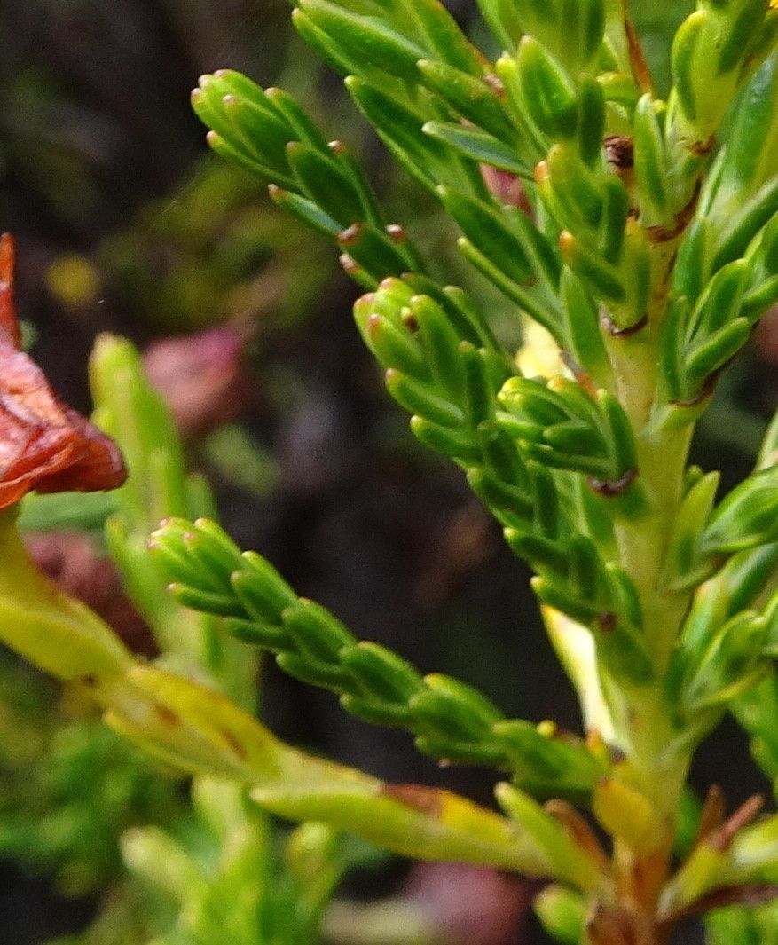 Hypericum laricifolium leaf