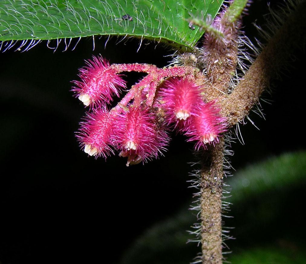 Miconia reitziana fruit