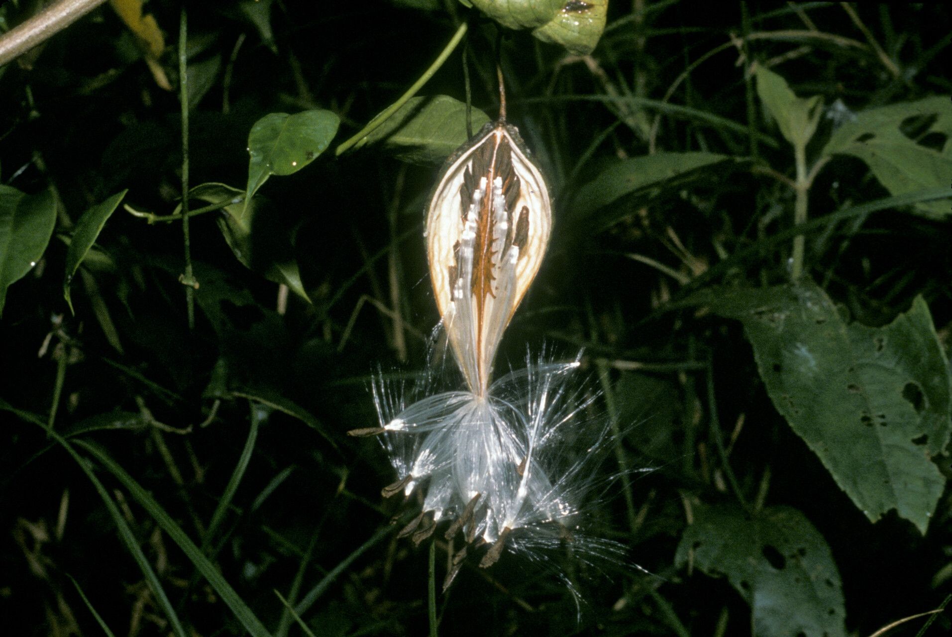 Cynanchum blandum fruit