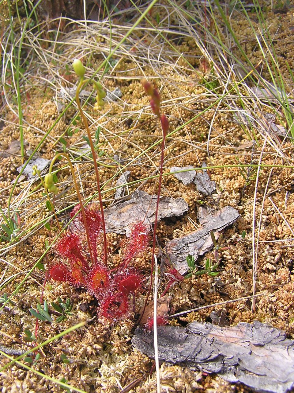 Drosera × obovata flower
