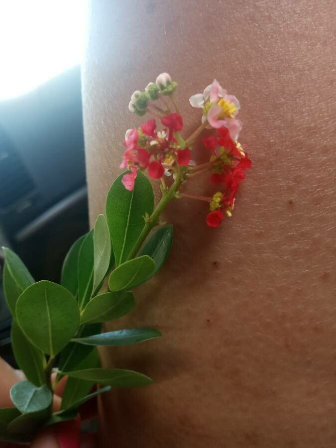 Byrsonima lucida flower