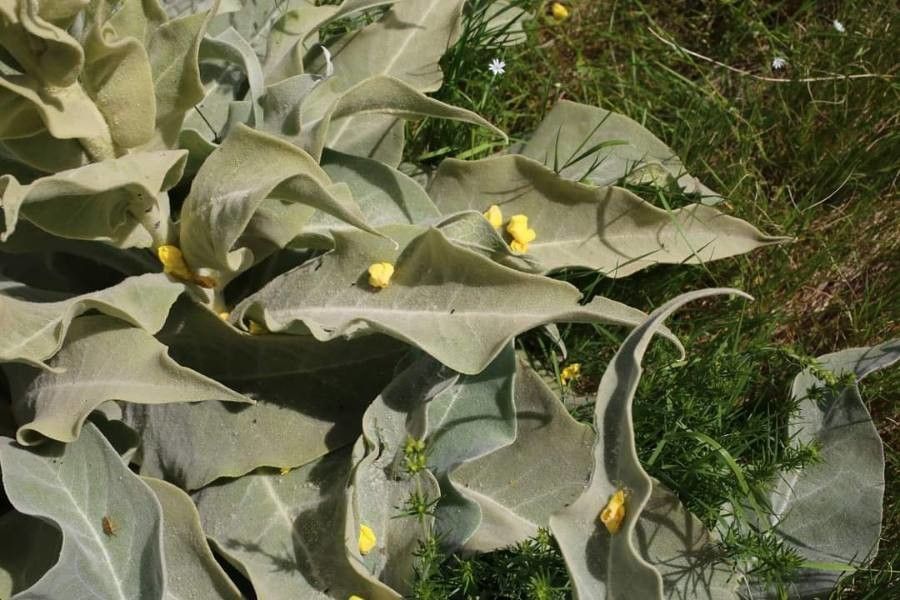 Verbascum longifolium — search result for 'Verbascum'