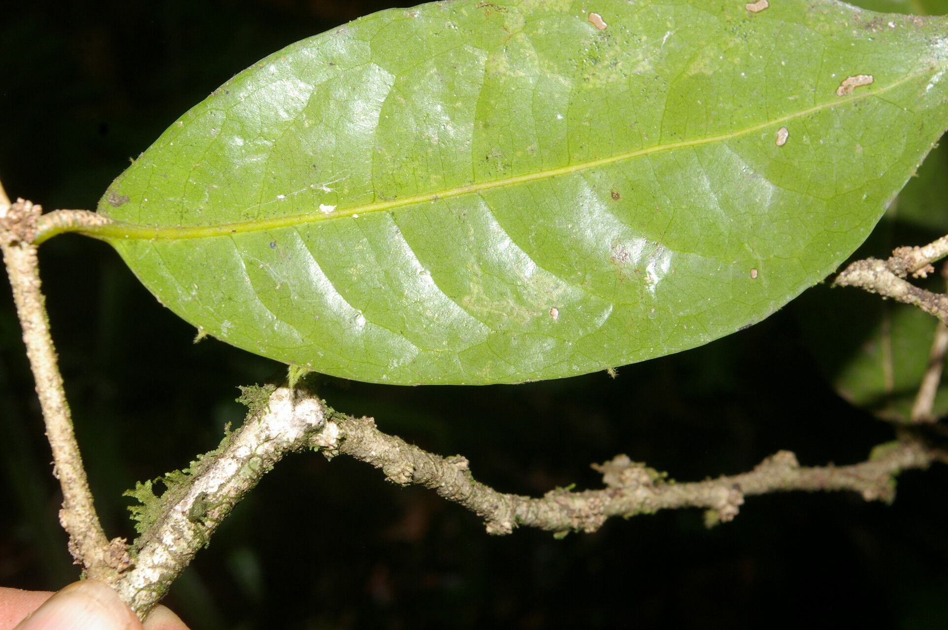 Drypetes standleyi — houseplant care guide