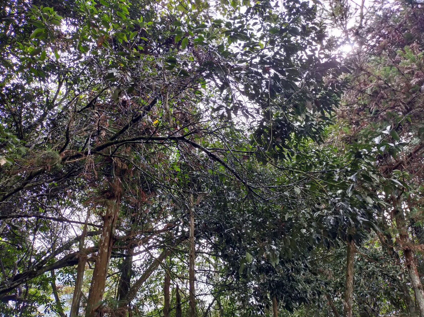 Lithocarpus taitoensis habit