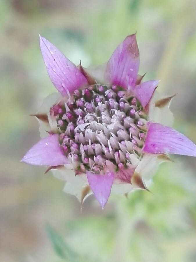 Xeranthemum inapertum flower