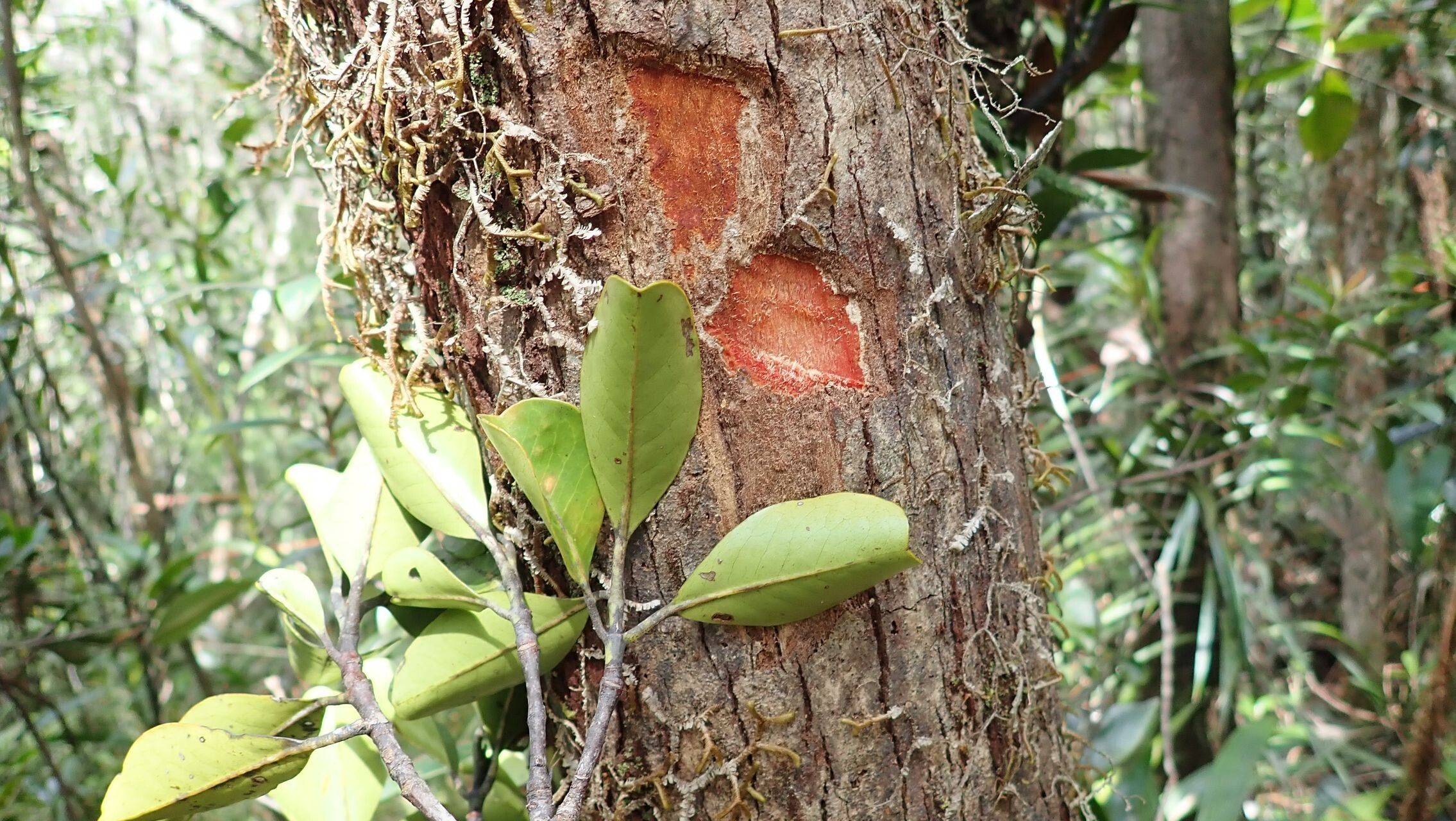 Osmanthus cymosus bark