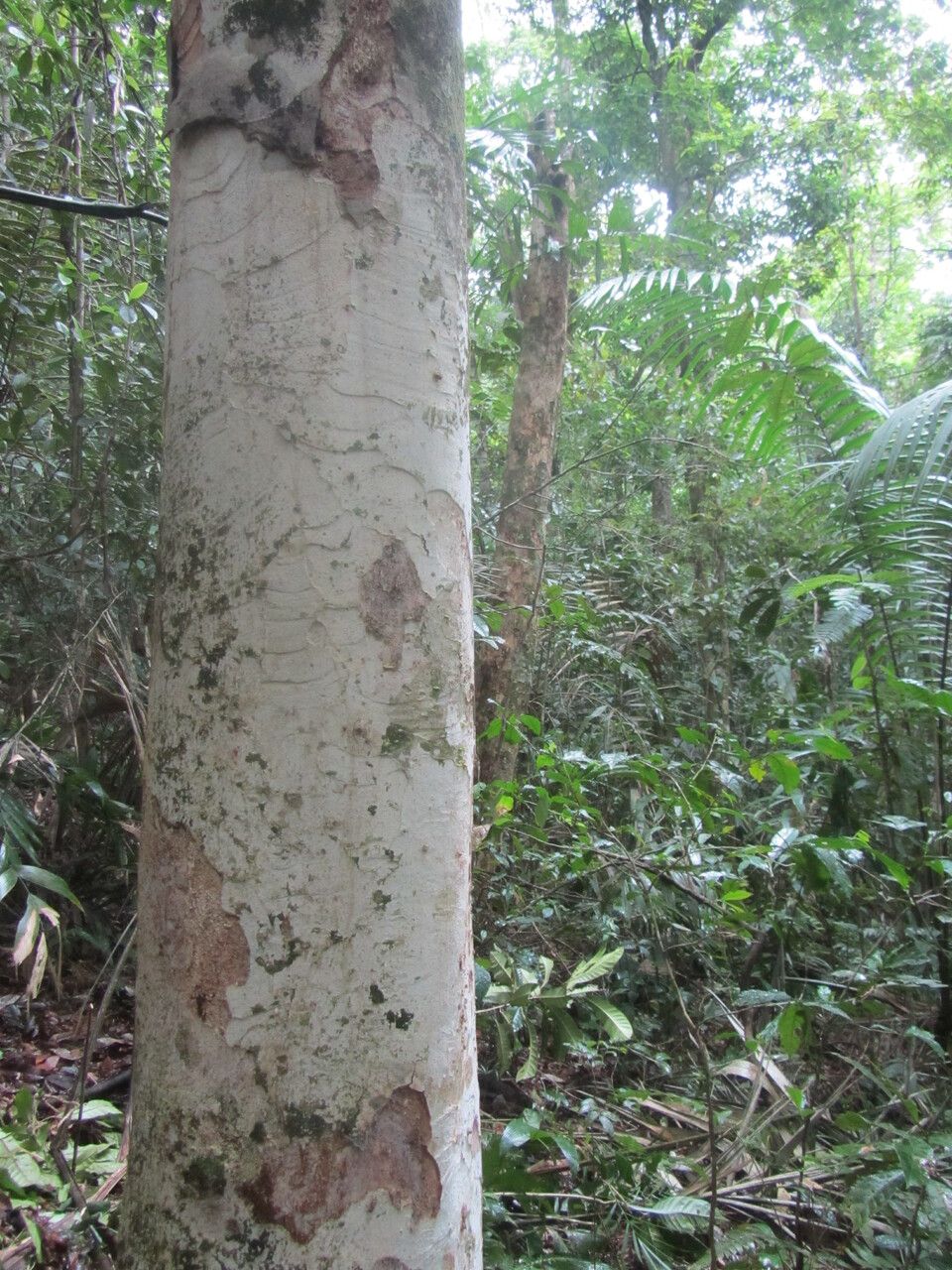 Balizia elegans bark