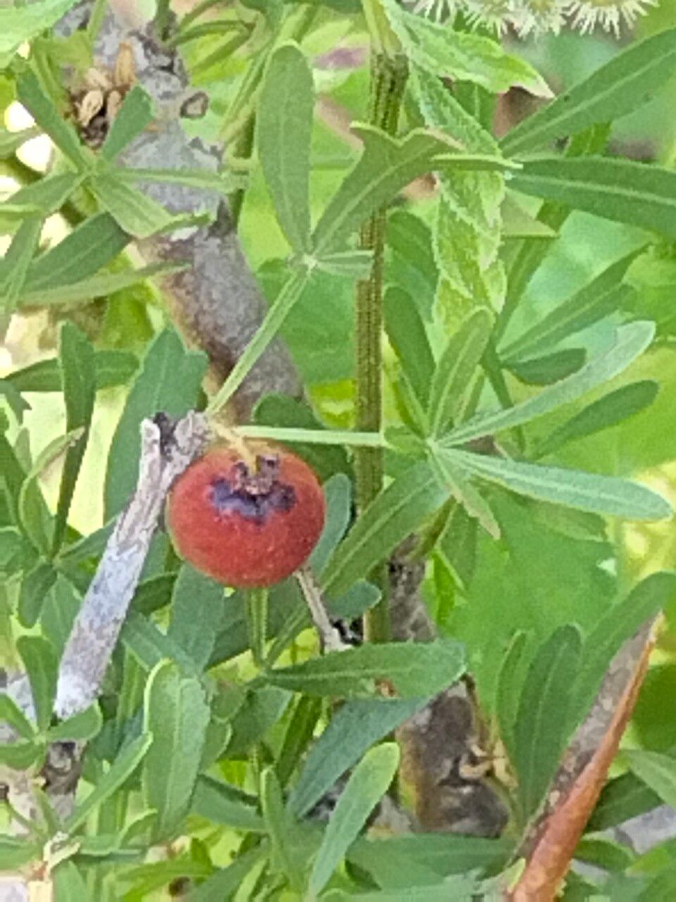 Searsia pentaphylla fruit