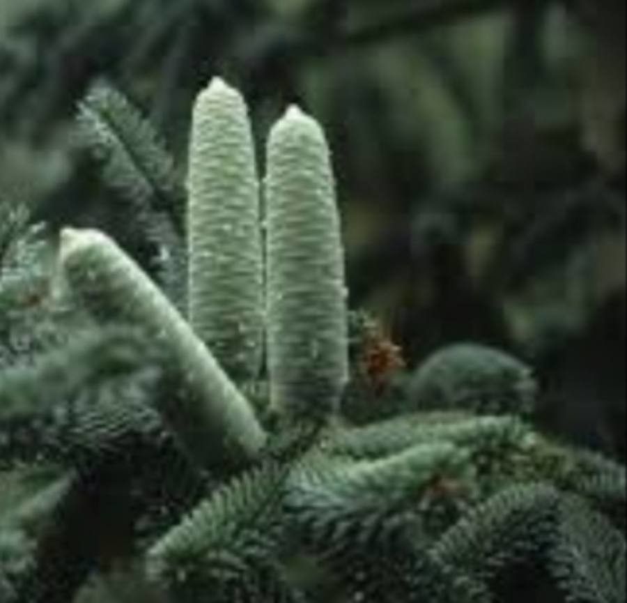Abies numidica fruit